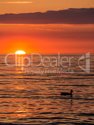 Ente im Sonnenuntergang an der Ostseeküste