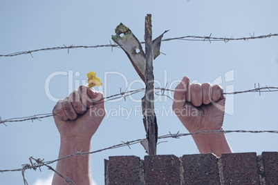 Dirty hands holding a flower behind barbed wires