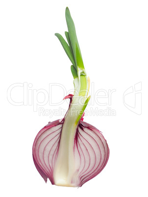 Red onions vegetable sliced isolated