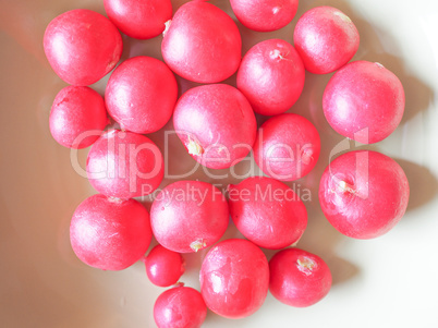 Radish vegetable