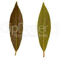 Retro look Laurel Bay tree leaf isolated