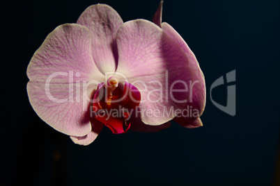 orchidee