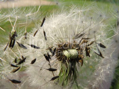 Pusteblume im Wind