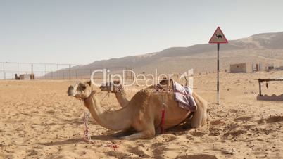 camels lying in desert