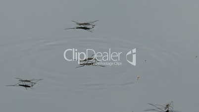 water striders (gerris lacustris) cloesup