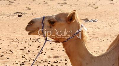 camel chewing closeup