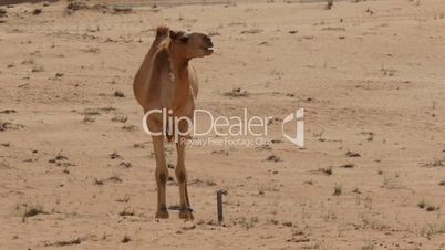 camel with bound feet jumping in the desert in oman