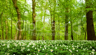 anemone nemorosa