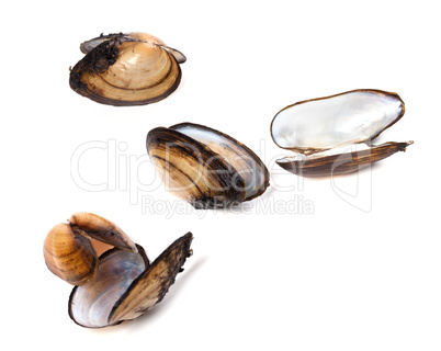 Shells of mussels