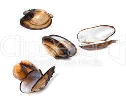 Shells of mussels
