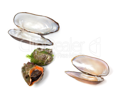 Veined rapa whelk and shells of mussels