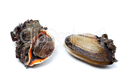 Veined rapa whelk and anodonta (river mussels)