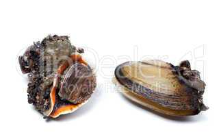 Veined rapa whelk and anodonta (river mussels)