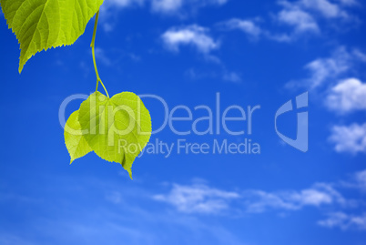 Spring tilia leafs and blue sky