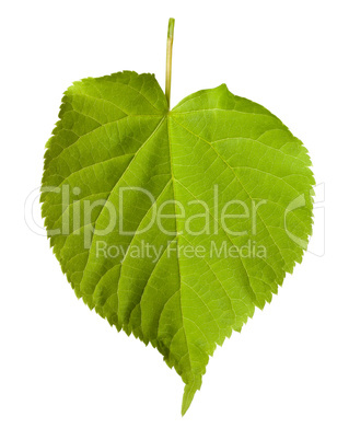 Green tilia leaf