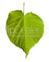 Green tilia leaf