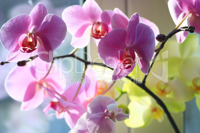 orchid pink and blossoming