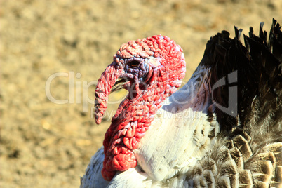 turkey's head