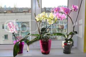 three multicolor blossoming orchids on window-sill