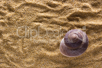 Background of sand with shell