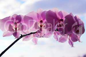 orchid pink and blossoming