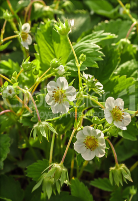 Blooming strawberries