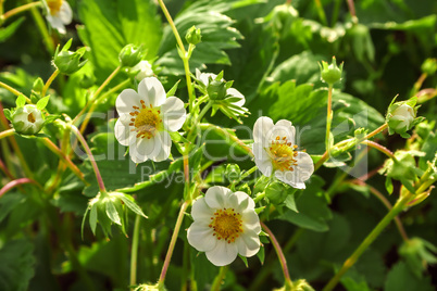 Blooming strawberries