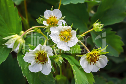 Blooming strawberries