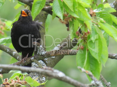 Abendgesang der Amsel