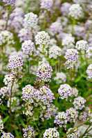 Alyssum white and lilac