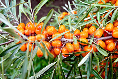 Buckthorn orange with green leaves on branch