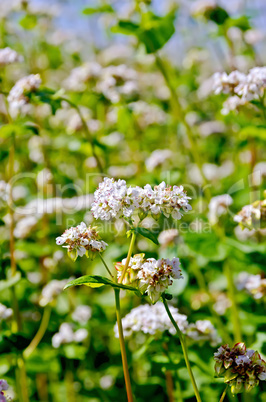 Buckwheat blooming in field with blue sky