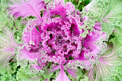 Cabbage decorative with water drop