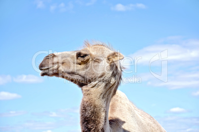 Camel on background of sky and clouds