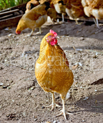 Chicken brown in paddock on ground