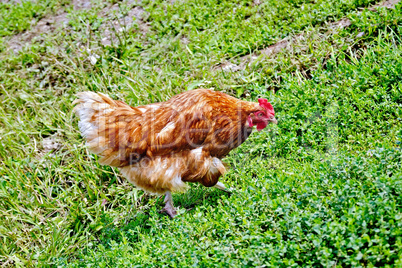 Chicken brown on green grass