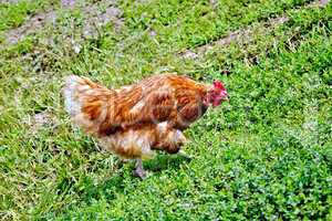 Chicken brown on green grass