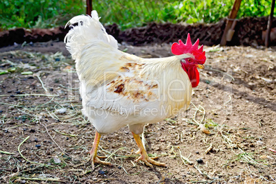 Cock white in paddock