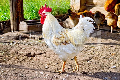 Cock white in paddock with brown chickens