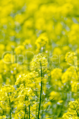 Colza yellow flower on field