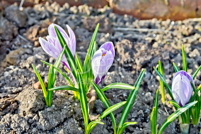 Crocuses purple on ground