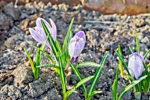 Crocuses purple on ground