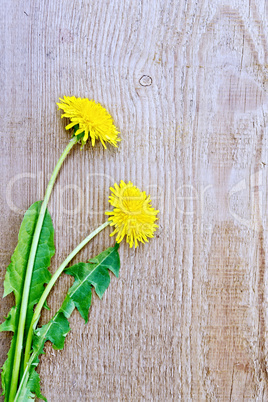 Dandelions on the old board