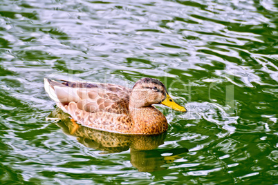 Duck wild in green water pond