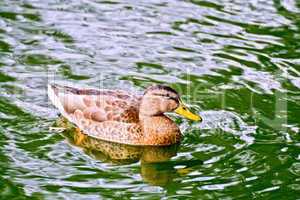 Duck wild in green water pond