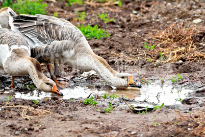 Geese gray imbibe from puddles