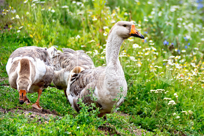 Geese gray on green grass