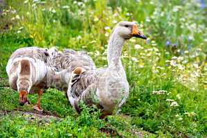 Geese gray on green grass