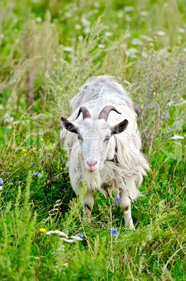Goat white grazing on grass