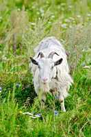 Goat white grazing on grass